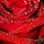 theblackrose